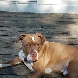 Meet your Posher, Gregory